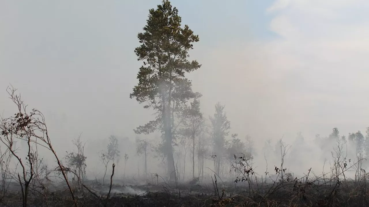 Selama Juli, Ratusan Hektar Lahan Gambut di Kalteng Terbakar