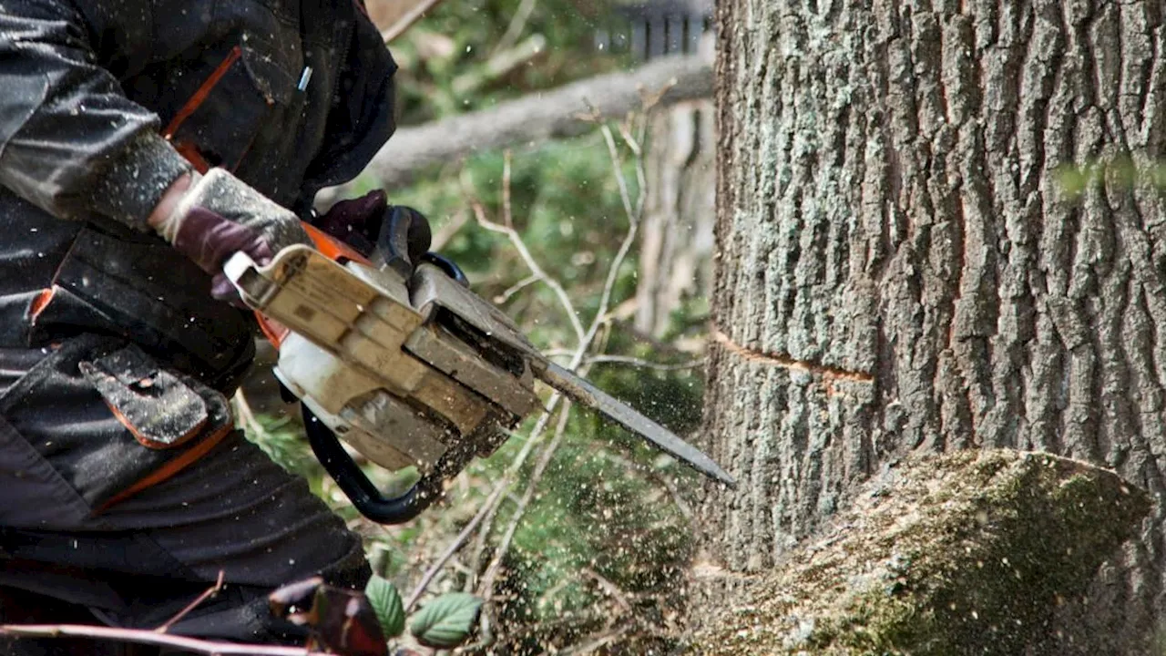 Schlimme Verletzung befürchtet - 'Baum fällt' – dann wird Steirer (58) am Kopf getroffen