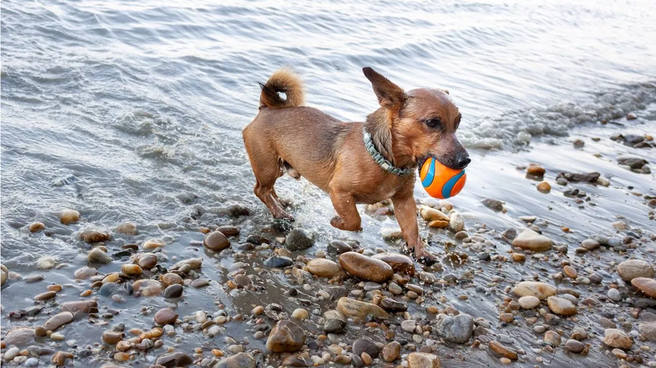 Tierischer Badespaß in Wien - Urbane Hitze! Hier darf sich dein Hund abkühlen