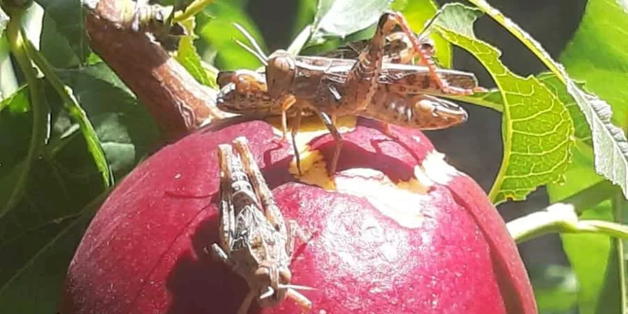 Le cavallette stanno di nuovo devastando campi e frutteti in Romagna e nelle Marche