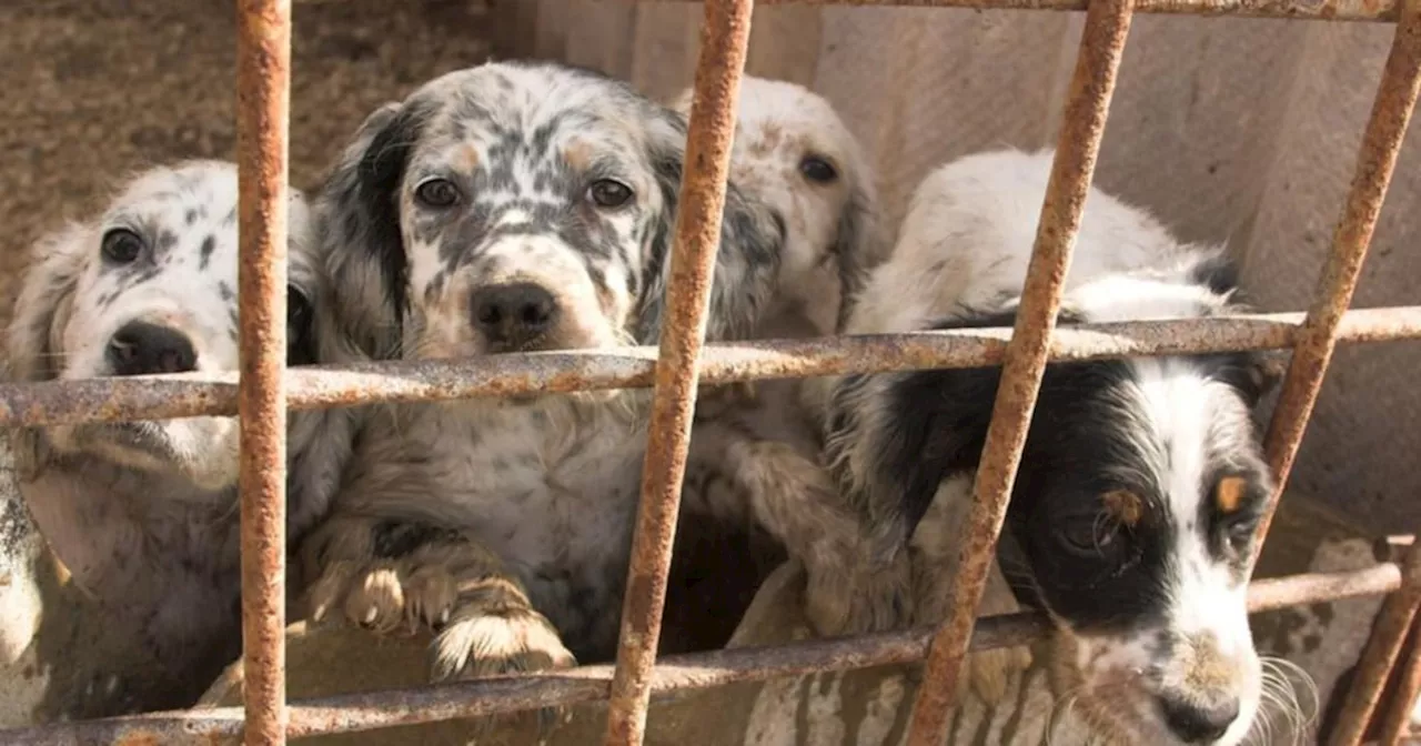 RTB upholds eviction notice on Castlecomer tenant who allegedly ran a puppy farm