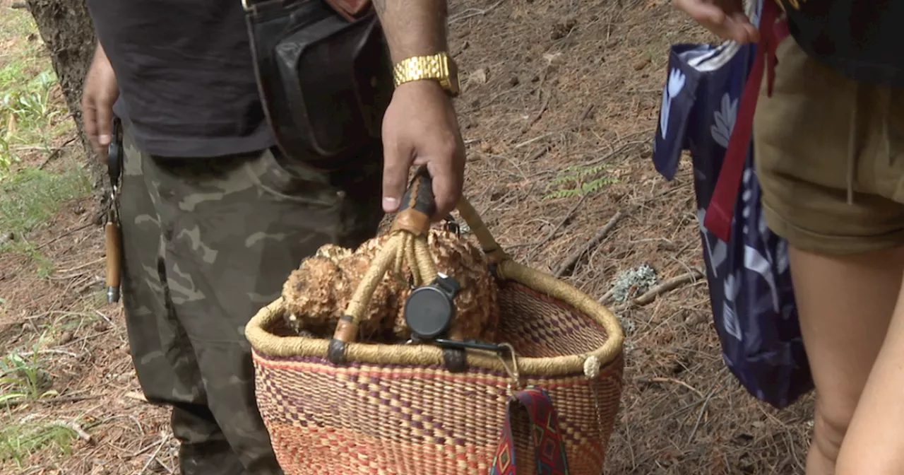 Mushroom foraging season is starting in Southern Arizona mountains