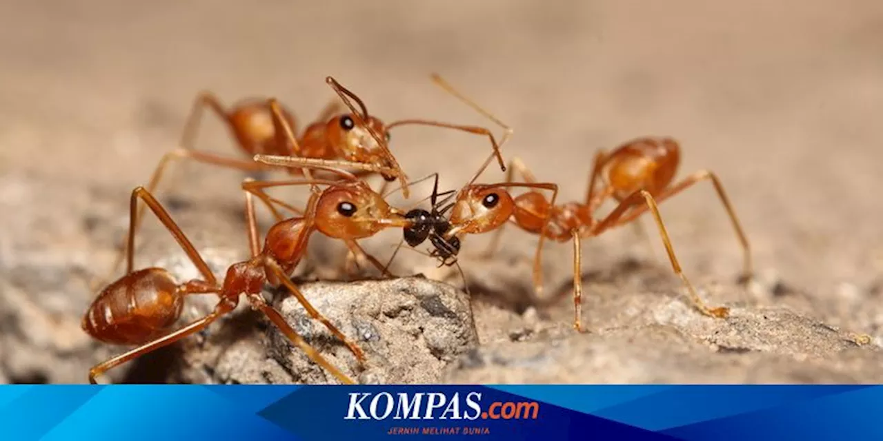 4 Cara Membunuh Sarang Semut di Kebun tanpa Merusak Rumput