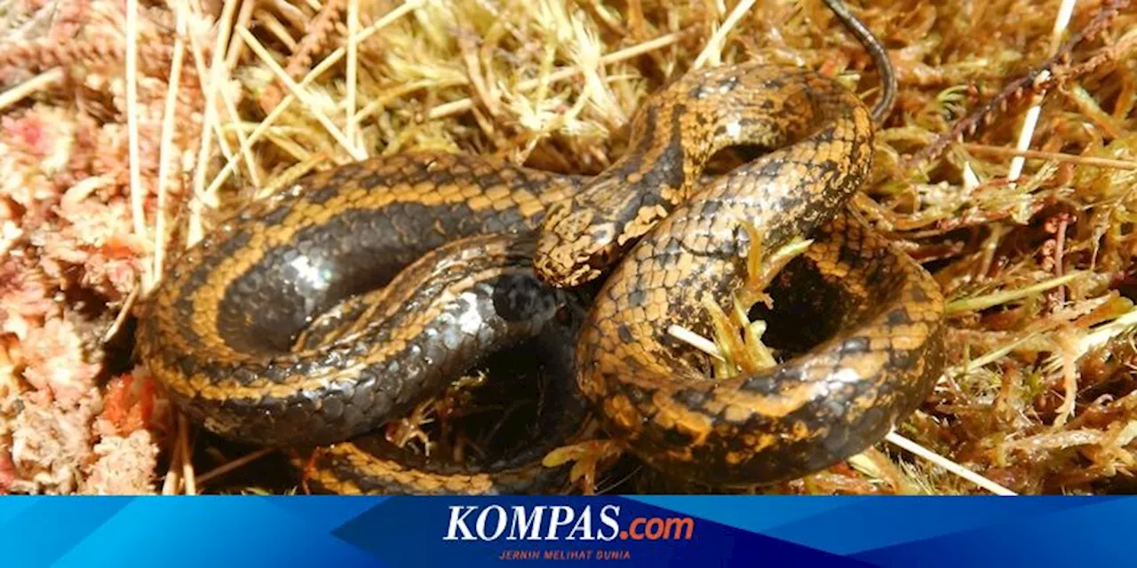 Mudah, Begini Cara Mengetahui Lubang Ular di Halaman Rumah