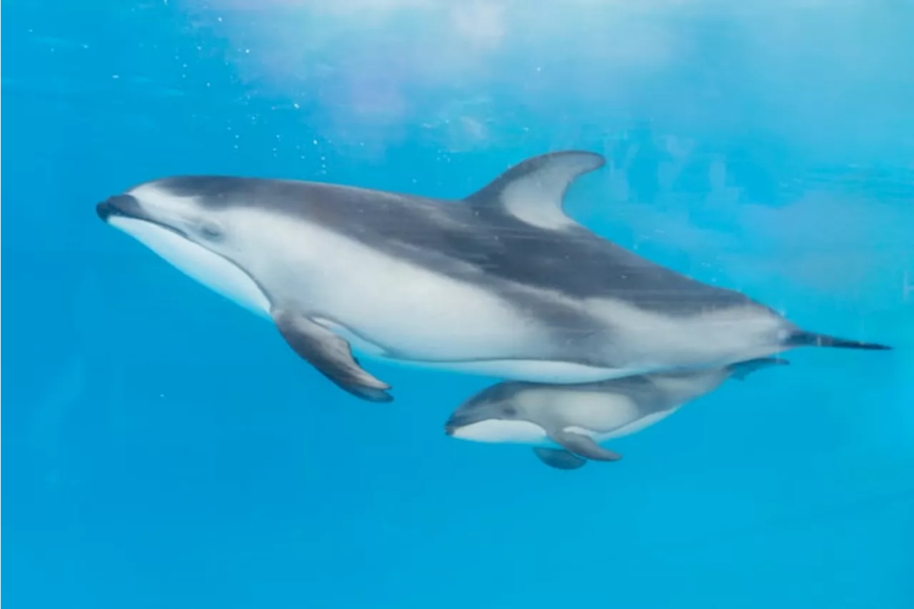 Second pacific white-sided dolphin born at SeaWorld San Antonio during recent ‘baby boom’