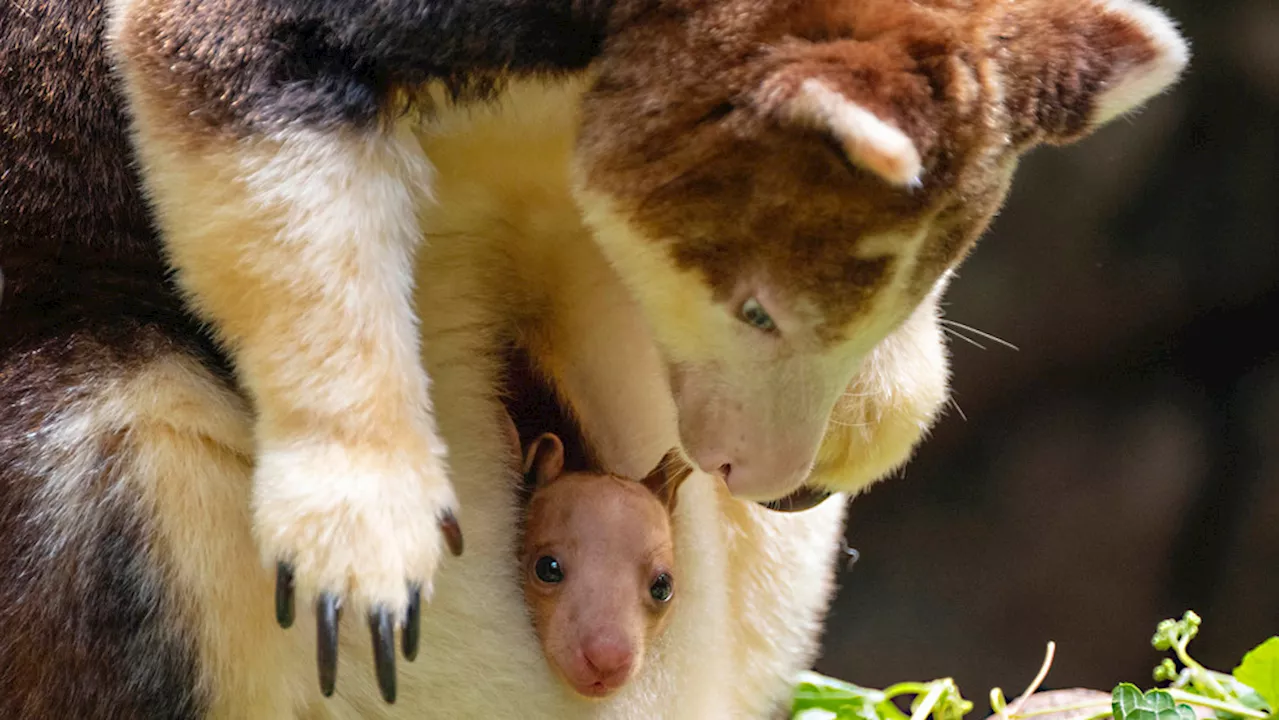 Timid baby kangaroo peeks out of mom's pouch for the first time at Bronx Zoo