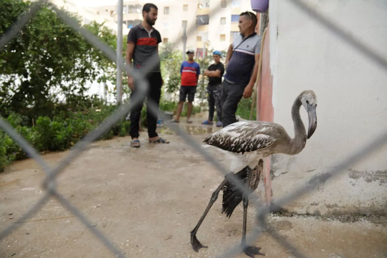 Algérie: des bénévoles sauvent près de 300 flamants roses menacés par la sécheresse