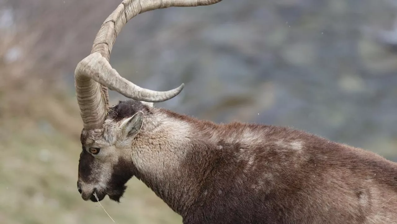 Pyrénées : le retour du bouquetin au Parc National des Pyrénées fête ses 10 ans !