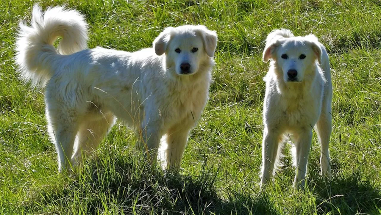 Attaquée par une dizaine de chiens, une randonneuse paniquée se réfugie dans un arbre… elle est secourue par h