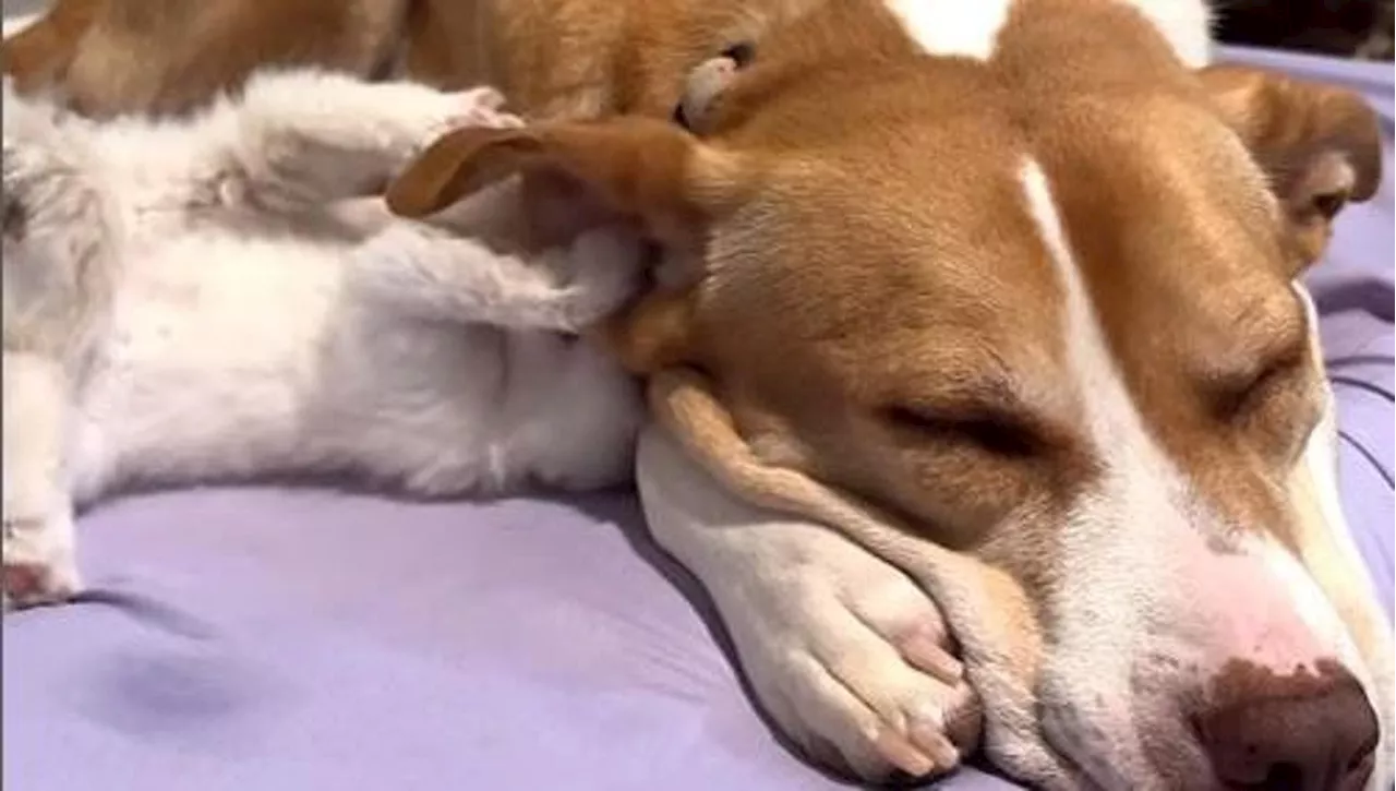 Al cane Ginger mancano i suoi cuccioli e si mette ad allattare i gattini orfani