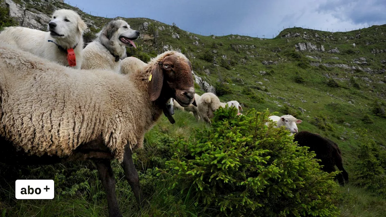 Erstmals in Obwalden: Herdenschutzhunde bewachen Schafherde auf der Fürenalp