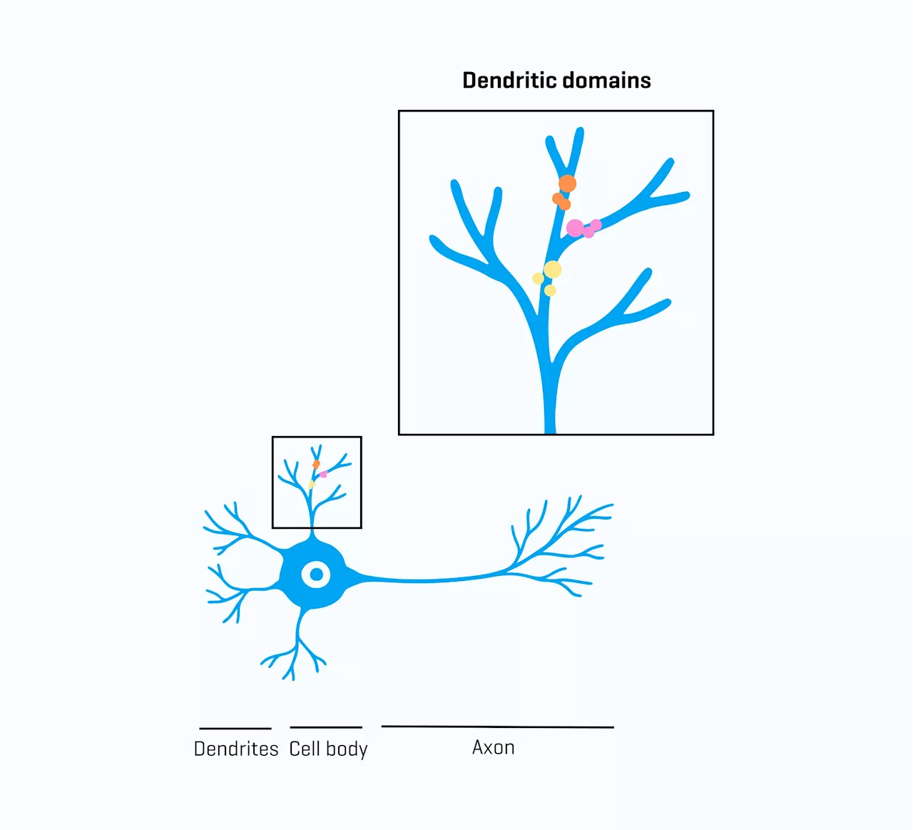 How developing neurons build 'mini-computers' for increased computational power