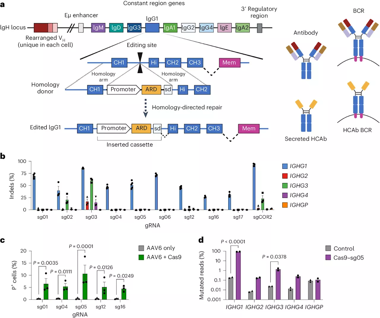 Researchers turn the body's B cells into tiny surveillance machines, antibody factories