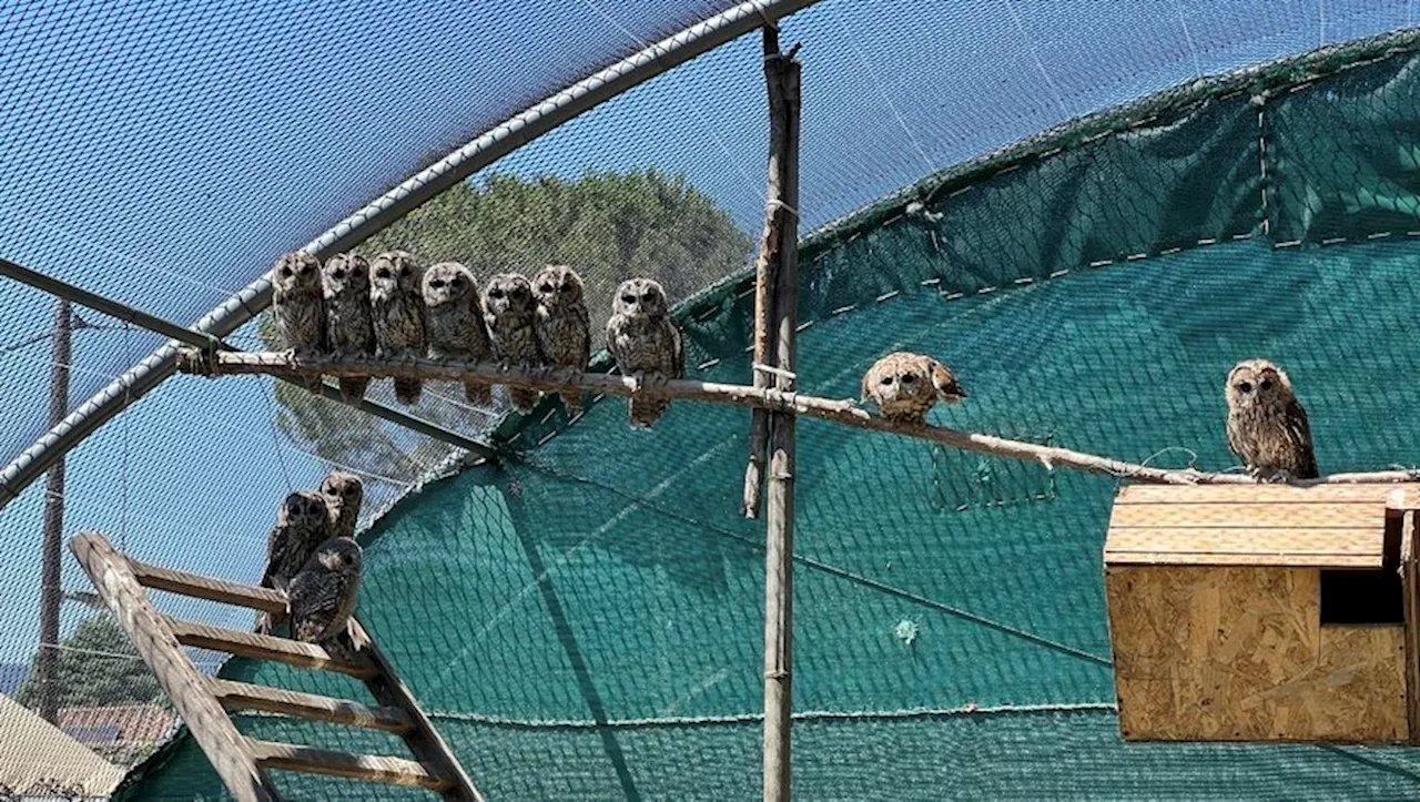 En Cévennes, près de Ganges, ce drôle d’hôpital dédié à la faune sauvage