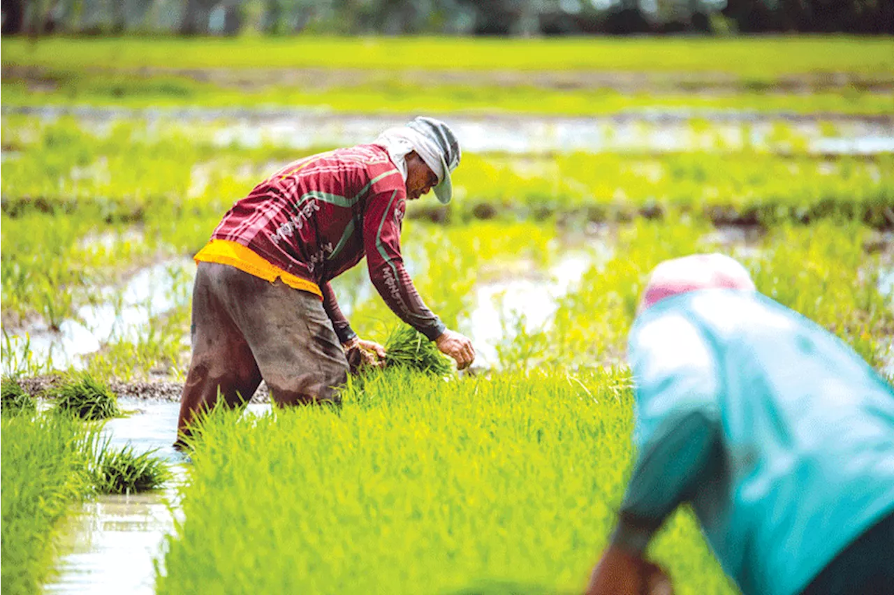 SONA 2024: Local rice production to be prioritized — Marcos