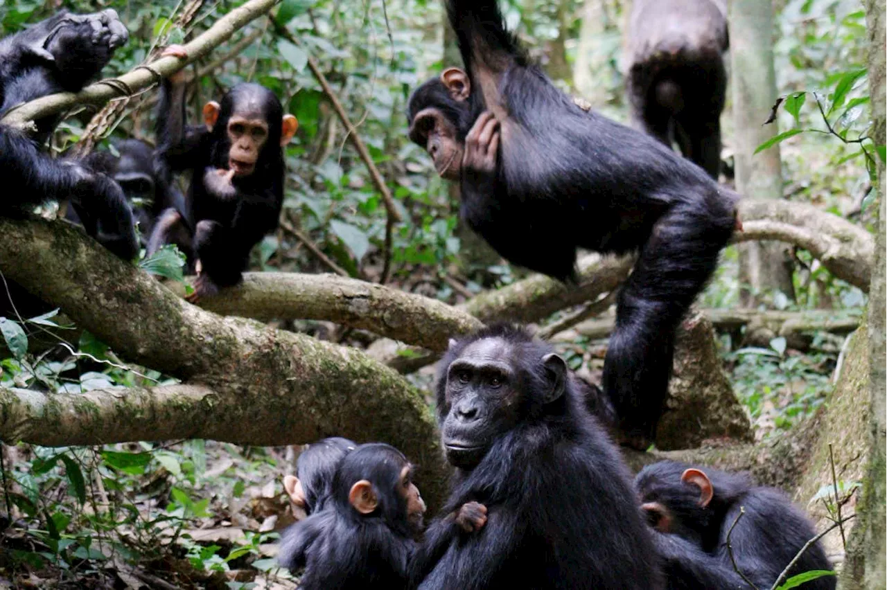 Chimps respond to each other at a pace similar to human conversation