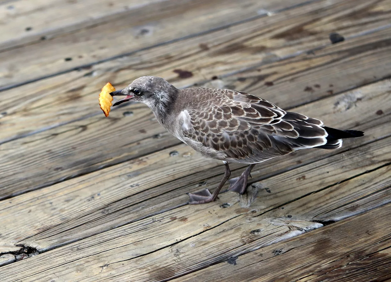 Man beheaded seagull at Jersey Shore boardwalk amusement park, cops say