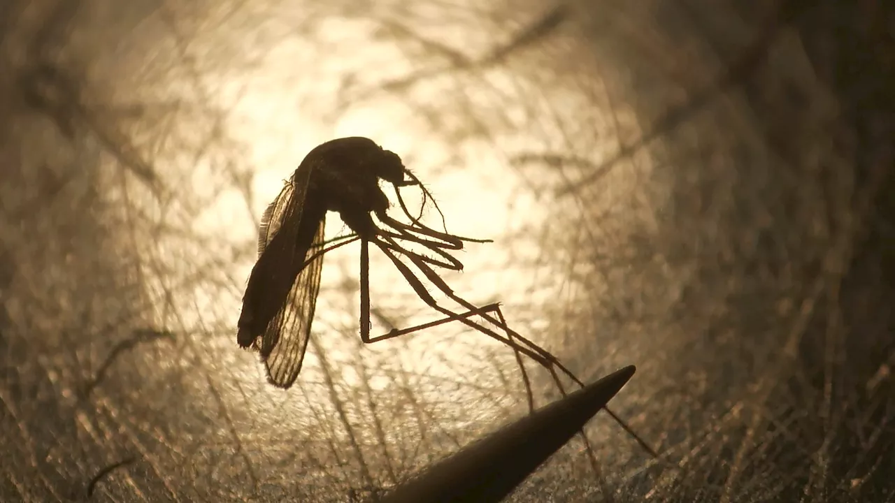 Public warned after 7 mosquitoes test positive for West Nile virus in South Jersey