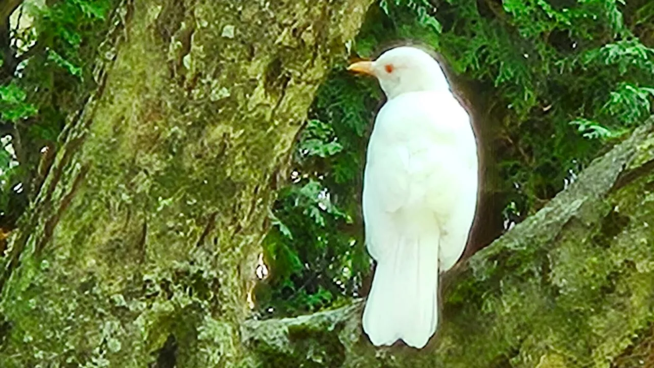 Ein ganz besonderer Vogel lebt in Prinzersdorf