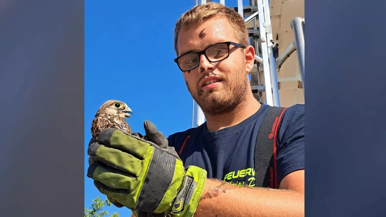 Tierischer Einsatz für Ybbser Floriani: Falken bei Flug überschätzt