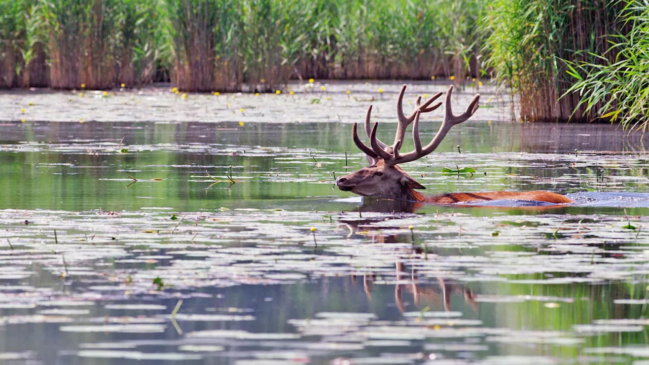 Wie Tiere und Pflanzen in den Donau-Auen mit der Sommerhitze umgehen