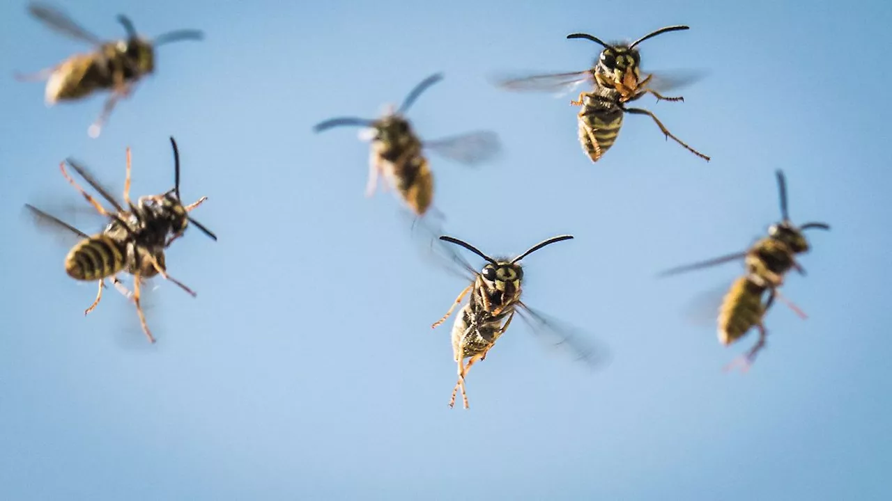 Plagegeister aus der Luft: In Haus und Garten: Was hilft gegen aufdringliche Wespen?