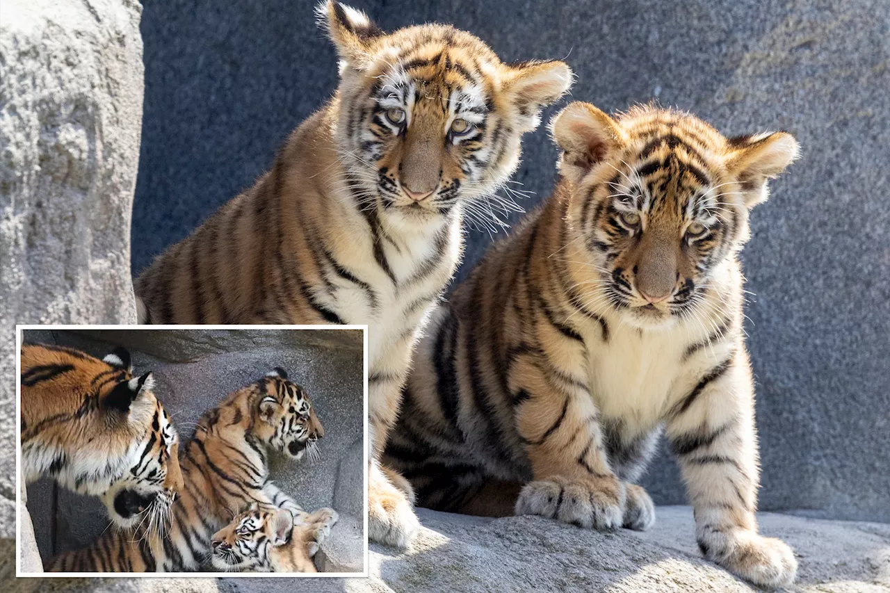 Pair of endangered Siberian tiger cubs make their adorable debut at German zoo