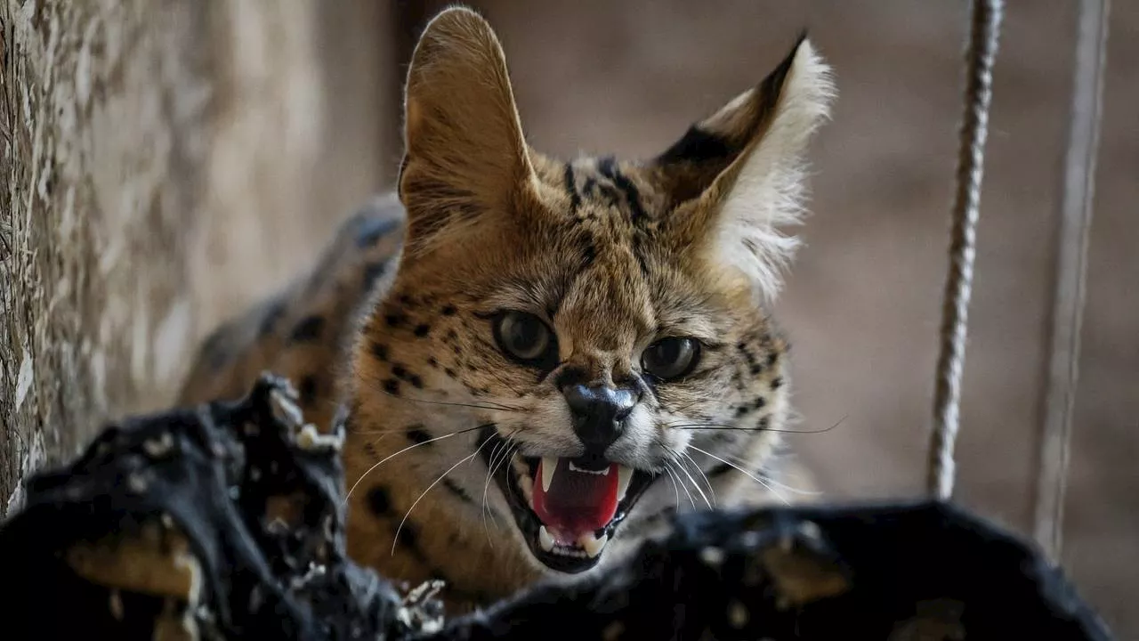 Eigenaresse ontsnapte serval is met vakantie, maar komt snel weer terug