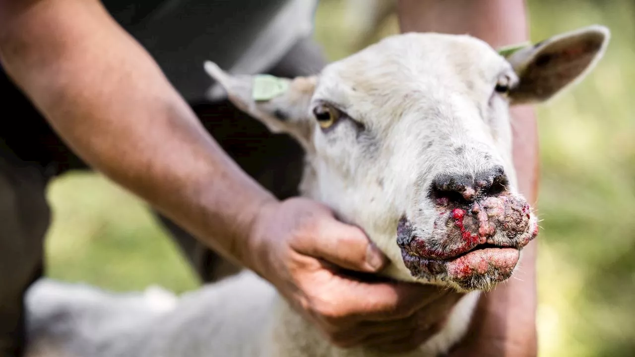 'Gemeen' blauwtongvirus velt alsmaar meer dieren, schapenhouders wanhopig