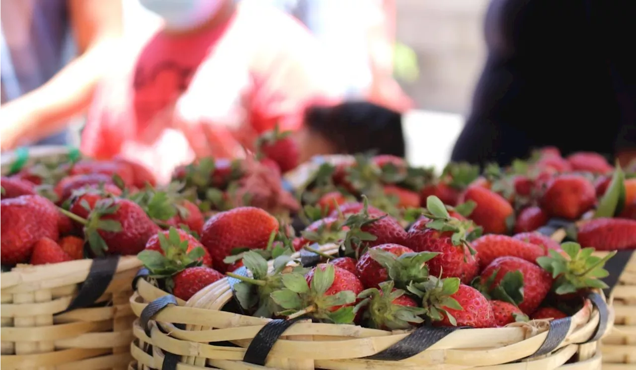 Festival de la Fresa en Irapuato cambia fecha a noviembre 2024, esta es la razón