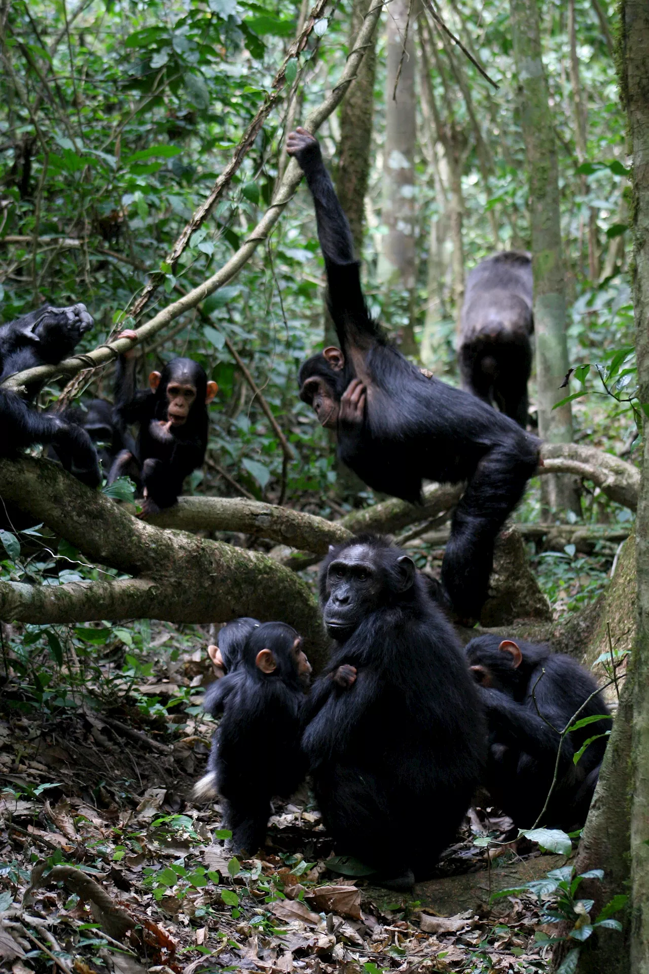 Chimpanzees gesture back and forth quickly like in human conversations, researchers find