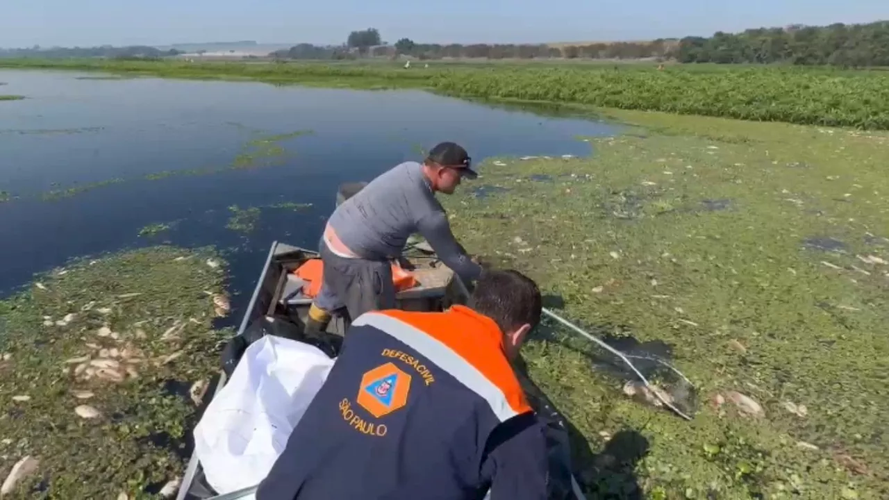 Defesa Civil inicia retirada de toneladas de peixes mortos no Rio Piracicaba