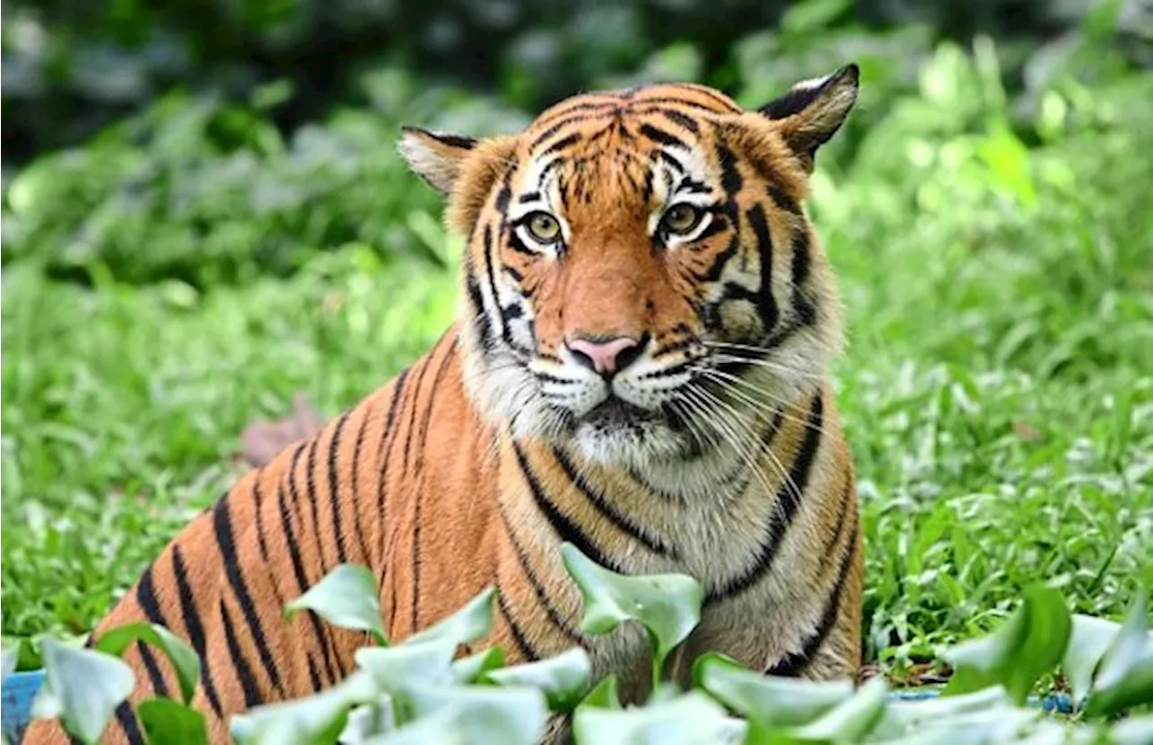 Five Malayan Tigers died in less than two years