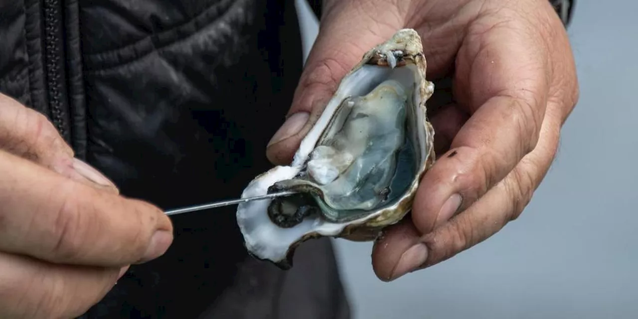 Réglementation des cabanes de dégustation d’huîtres en Charente-Maritime : « c’est bénéfique » selon les producteurs