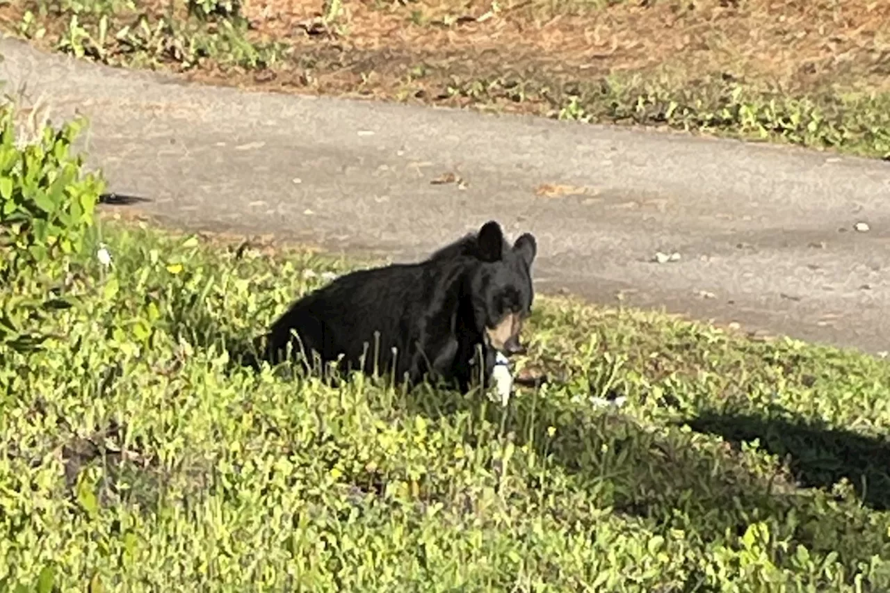 Residents warned against using unsafe bear deterrents