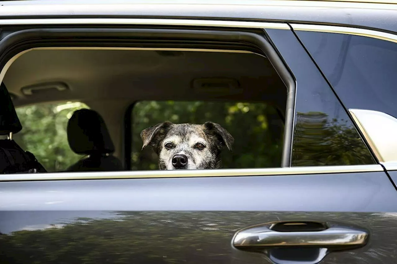 Canadian dogs can skip onerous red tape to cross over U.S. border