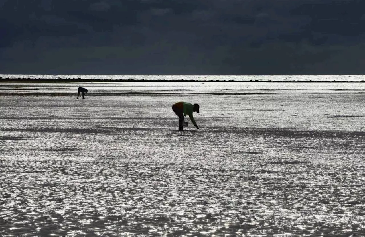 Red tide toxins affect another bay in Samar