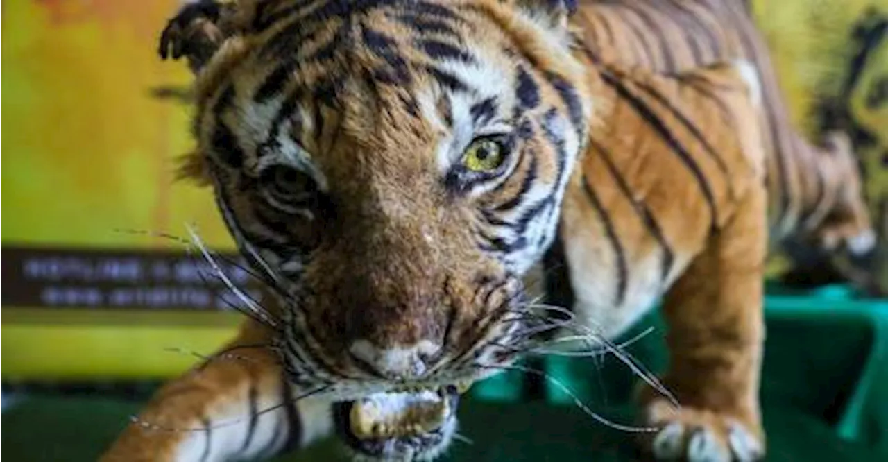 Five Malayan tigers died in less than two years