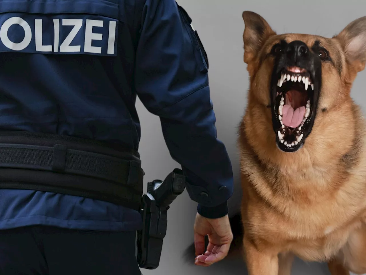 Dornbirn: Hund attackiert Stadtpolizist – tiefe Bissverletzungen