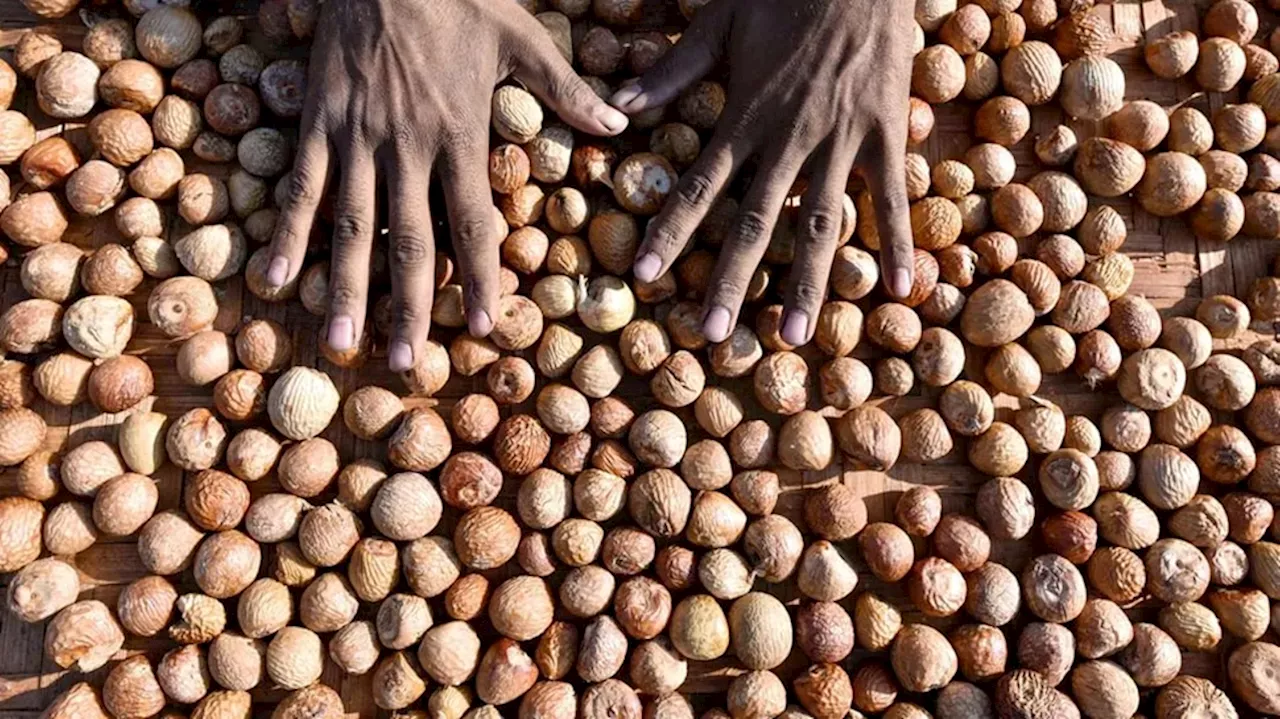 Arecanut Price in Karnataka: ರಾಜ್ಯದ‌ ವಿವಿಧ ಮಾರುಕಟ್ಟೆಯಲ್ಲಿ ಇಂದಿನ ಅಡಿಕೆ ಧಾರಣೆ ರೇಟ್..!