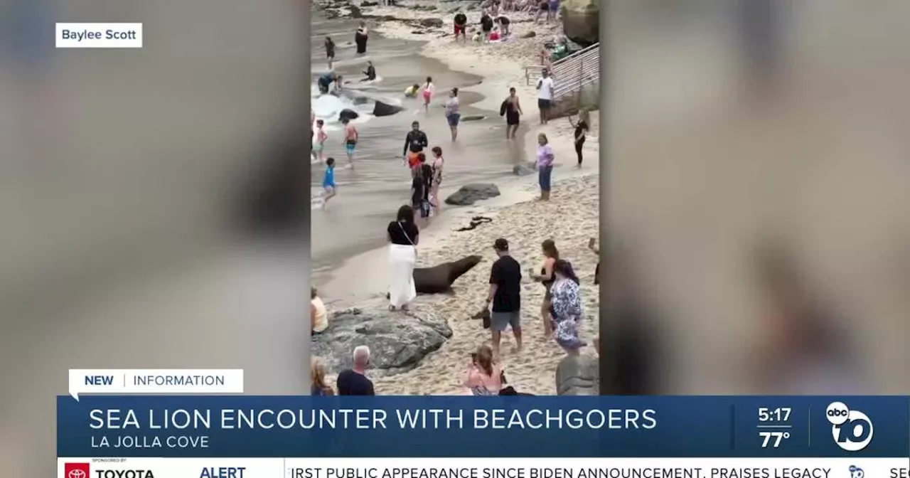 Sea lion rushes towards beachgoers at La Jolla Cove