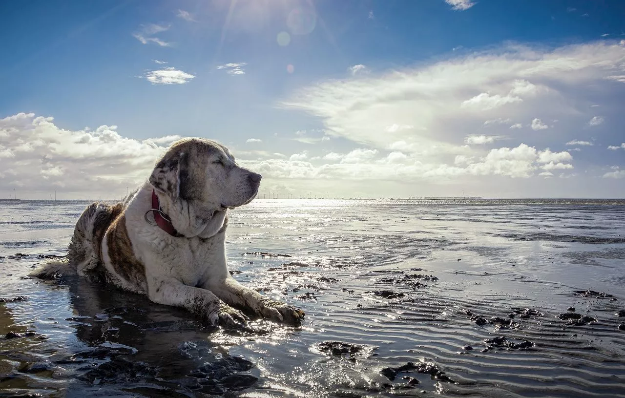 Vacances à la mer : Attention, ne laissez pas votre chien boire (trop) d’eau de mer