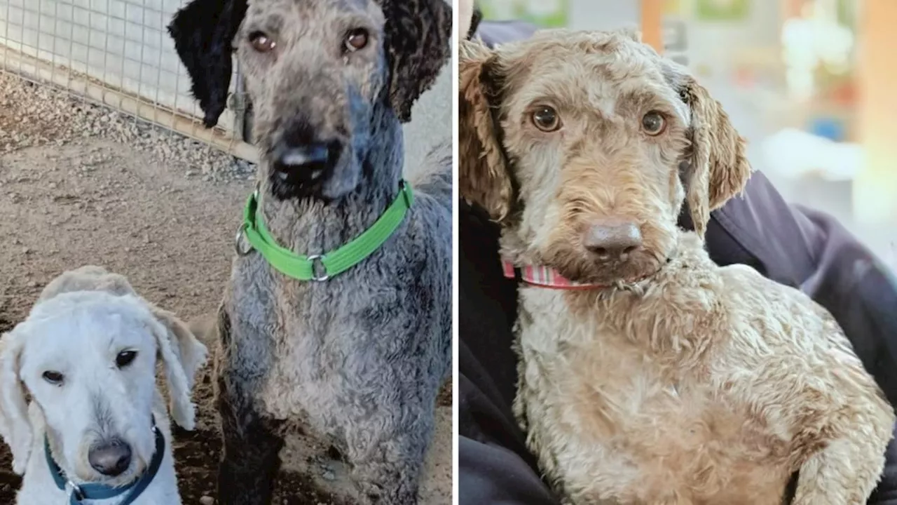 Tasmanian puppy farm shut down, 250 labradoodles surrendered after lengthy legal battle with RSPCA