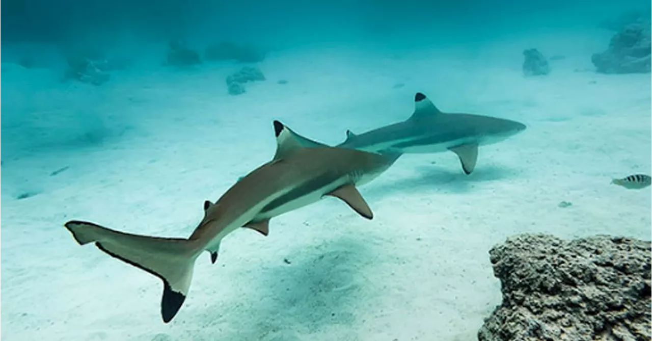 'Cocaine sharks' found off Brazil amid fears drugs are polluting ocean