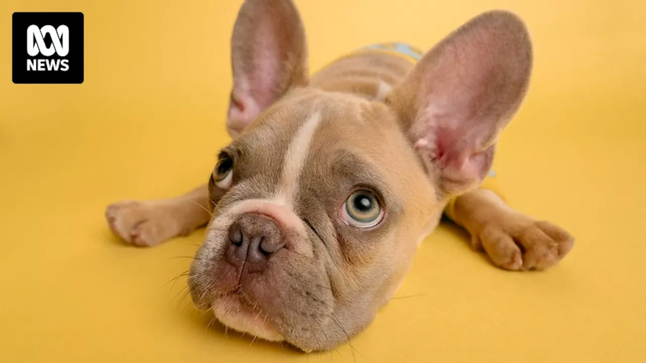 How do you know if the puppy you want to adopt is from a reputable breeder?