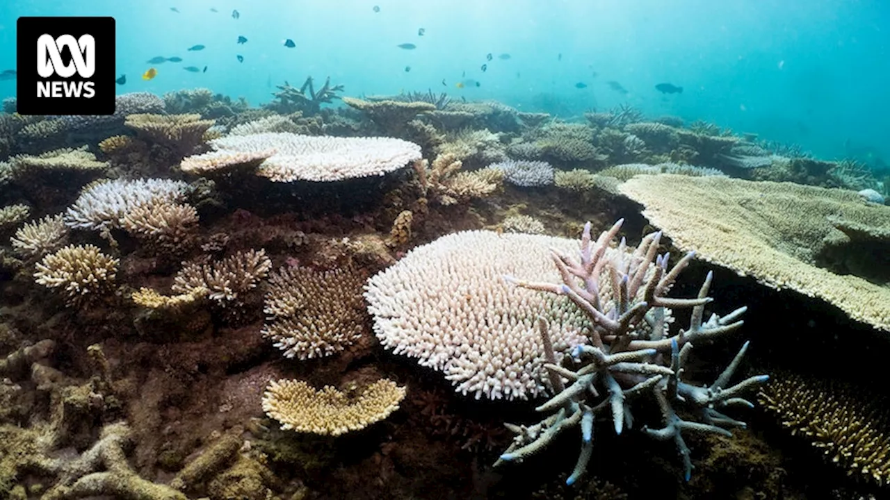 Shark Bay and Ningaloo reefs face increased climate change danger, scientist warns