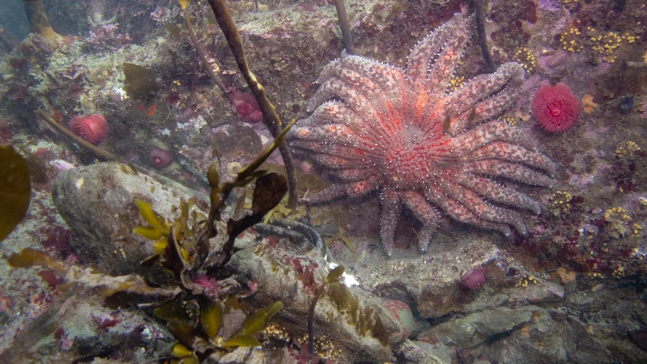 Warming waters are ‘scrambling ocean life’ on all sides of the United States