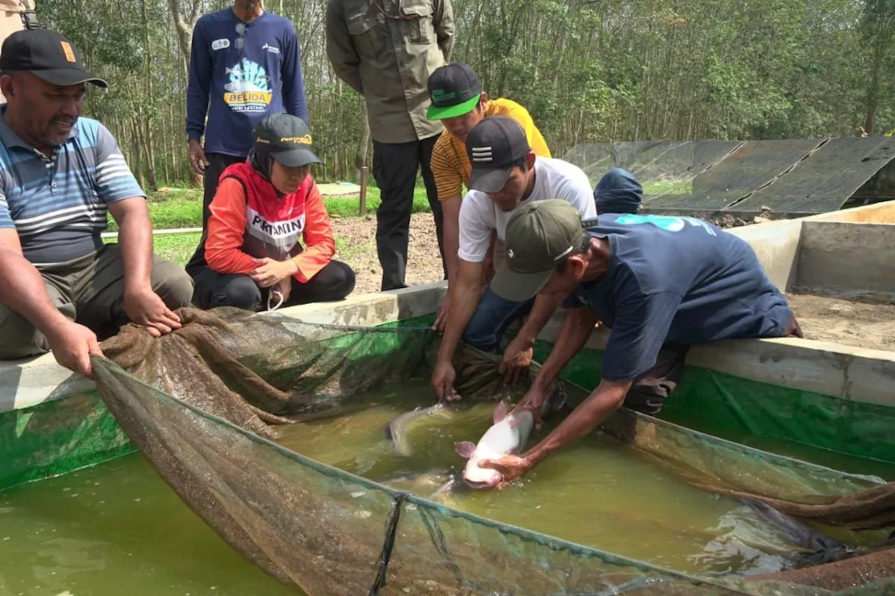 Kilang Pertamina Plaju dan BRPPUPP kolaborasi lestarikan ikan belida