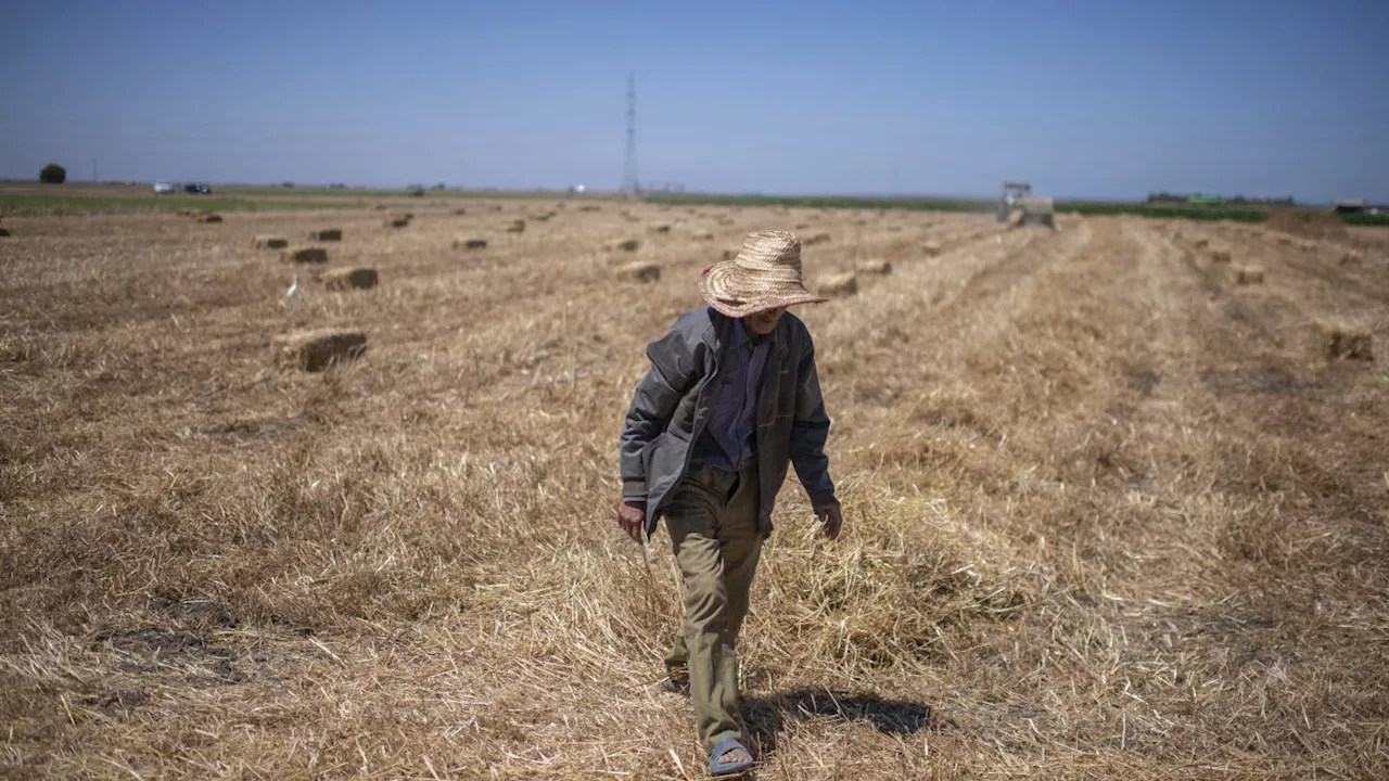 Climate change imperils drought-stricken Morocco’s cereal farmers and its food supply