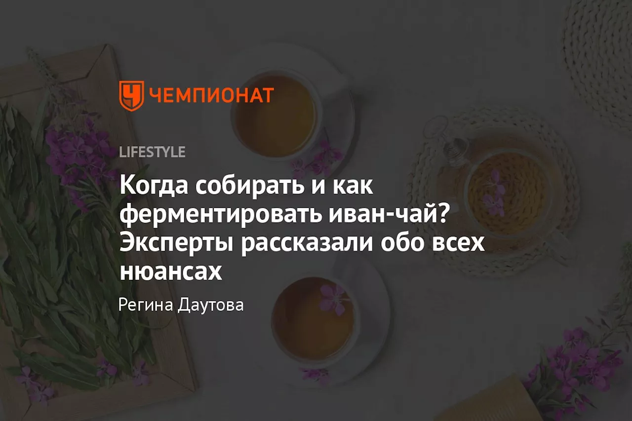 Когда собирать и как ферментировать иван-чай? Эксперты рассказали обо всех нюансах